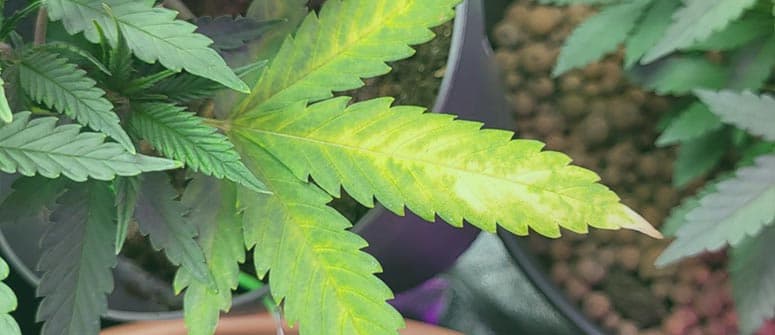 Yellow Cannabis Leaves How To Diagnose Cannaconnection 2022 8636